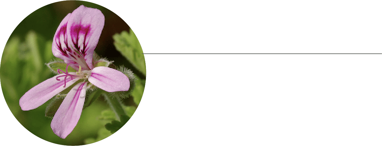 ゼラニウム精油