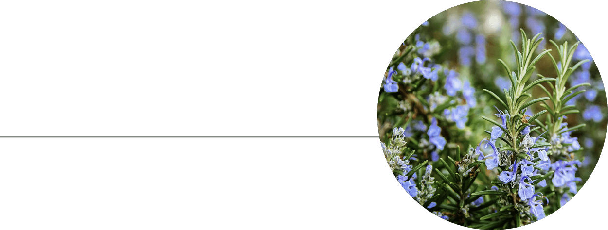 ローズマリーベルべノン精油