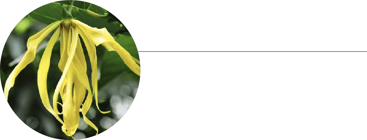 イランイラン精油