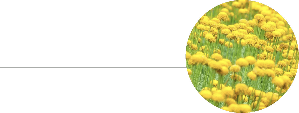 ヘリクリサムフィメール精油